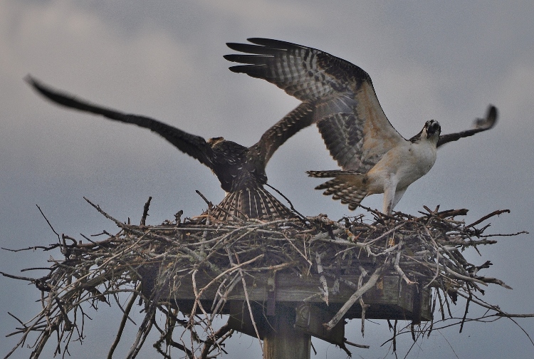 2 osprey in nest
